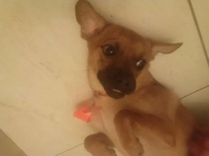 Cachorro ra a pinscher misturado com viralata idade 7 a 11 meses nome max