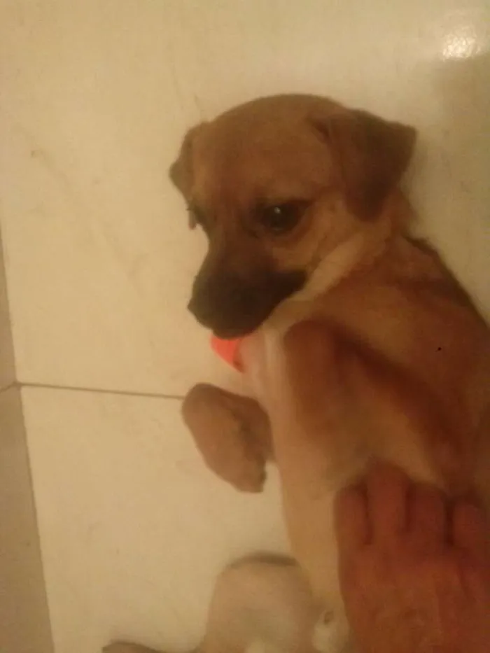Cachorro ra a pinscher misturado com viralata idade 7 a 11 meses nome max