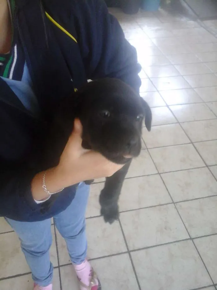 Cachorro ra a SRD idade Abaixo de 2 meses nome pretinha e pretinho