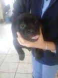 pretinha e pretinho