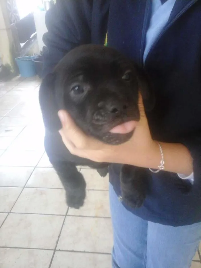 Cachorro ra a SRD idade Abaixo de 2 meses nome pretinha e pretinho