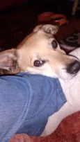 Tilico