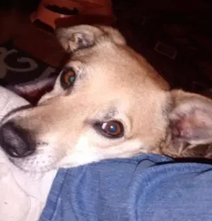 Cachorro raça SRD idade  nome Tilico