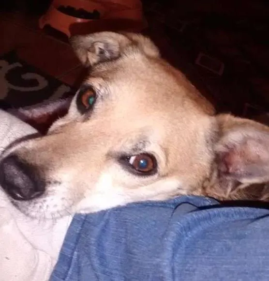 Cachorro ra a SRD idade  nome Tilico