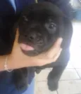 pretinha e pretinho