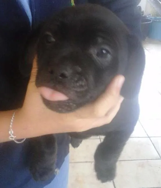 Cachorro ra a SRD idade Abaixo de 2 meses nome pretinha e pretinho