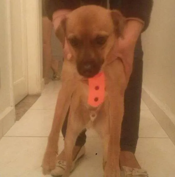 Cachorro ra a pinscher misturado com viralata idade 7 a 11 meses nome max