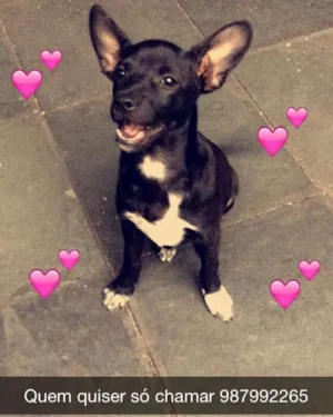 Cachorro raça viralata idade 7 a 11 meses nome Pitoco