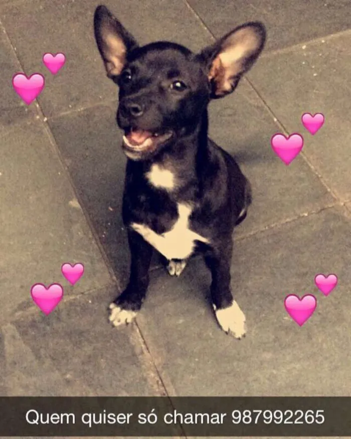Cachorro ra a viralata idade 7 a 11 meses nome Pitoco