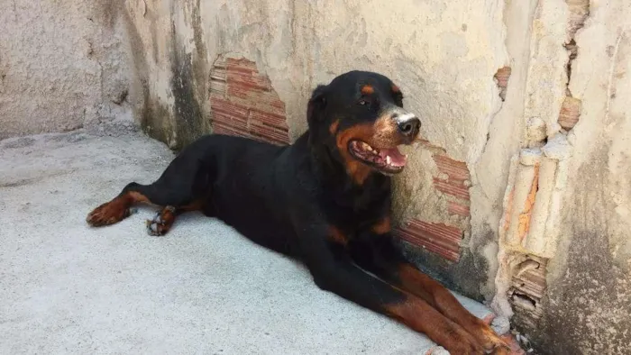 Cachorro ra a Rottweiler idade 6 ou mais anos nome Thor