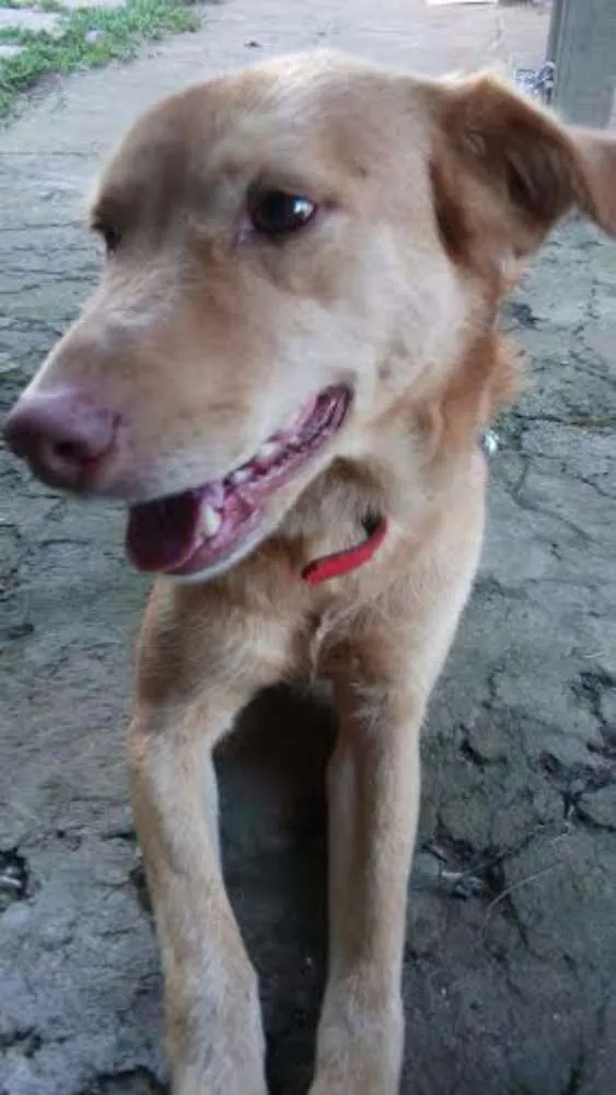 Cachorro ra a vira lata idade 3 anos nome liane