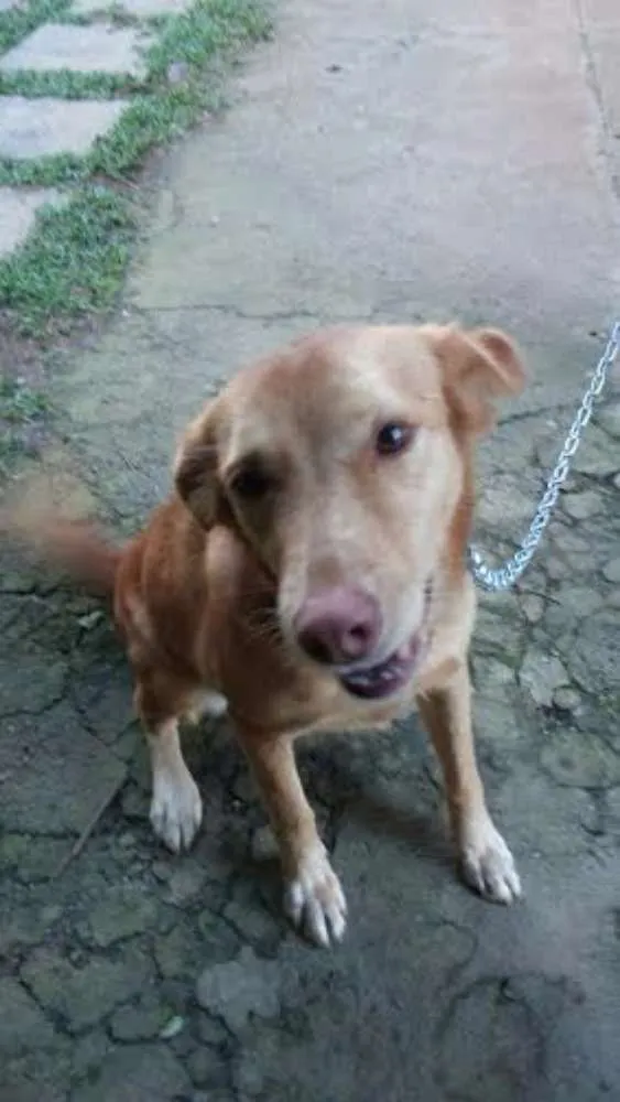 Cachorro ra a vira lata idade 3 anos nome liane