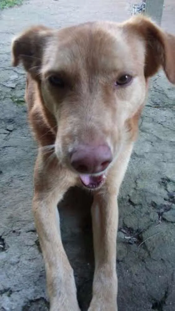 Cachorro ra a vira lata idade 3 anos nome liane