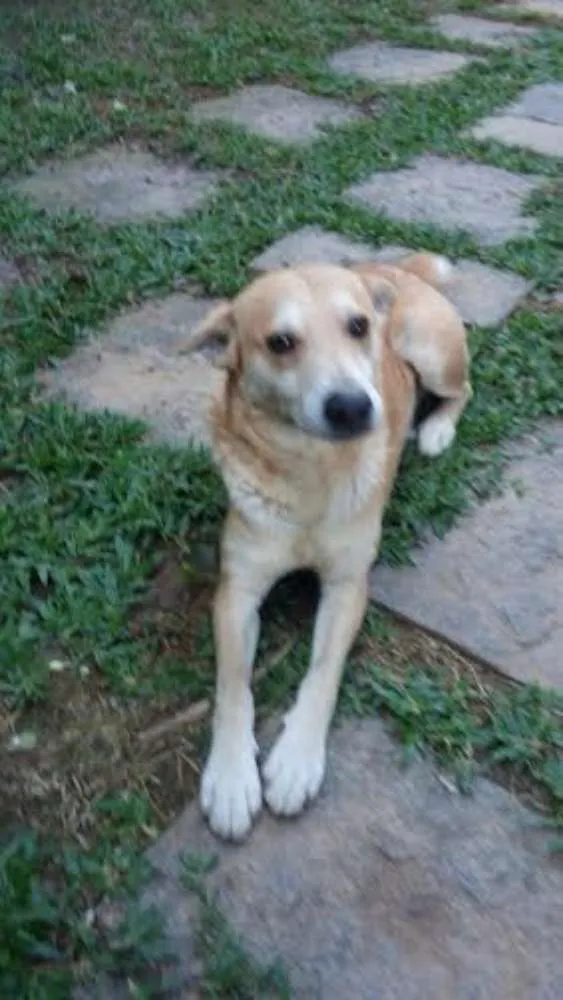 Cachorro ra a vira-lata idade 6 ou mais anos nome mario