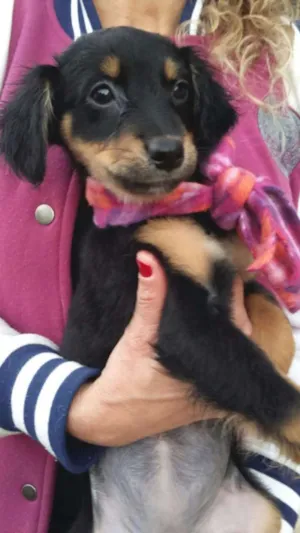 Cachorro raça mestiços de cocker idade 2 a 6 meses nome Filhotes