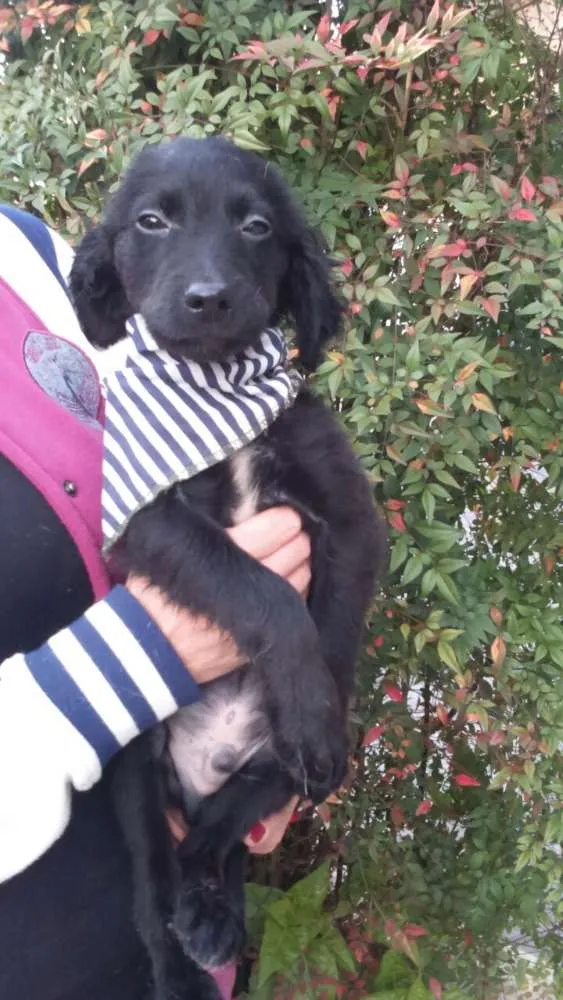 Cachorro ra a mestiços de cocker idade 2 a 6 meses nome Filhotes