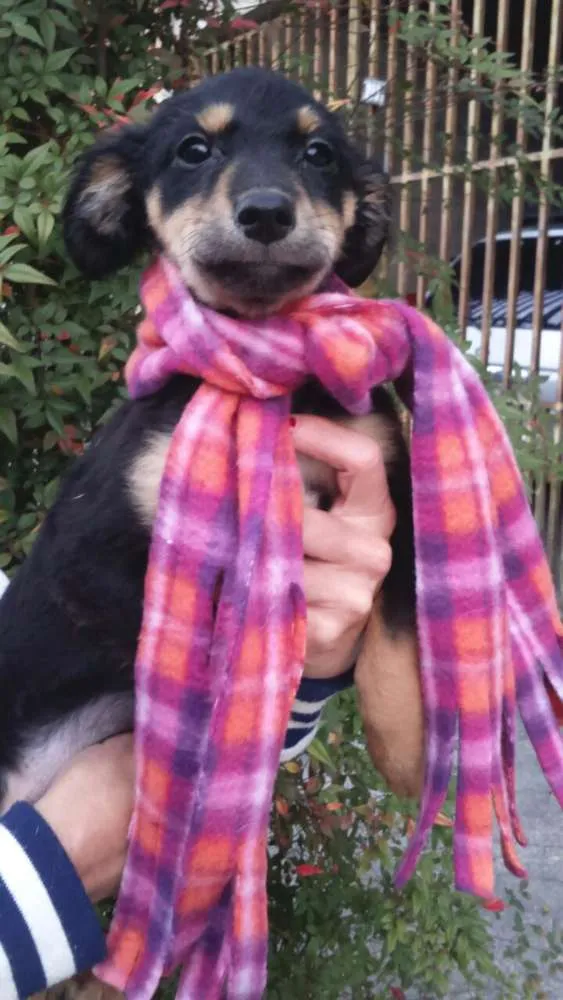 Cachorro ra a mestiços de cocker idade 2 a 6 meses nome Filhotes