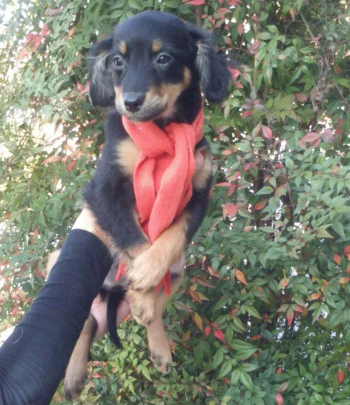 Cachorro ra a mestiços de cocker idade 2 a 6 meses nome Filhotes