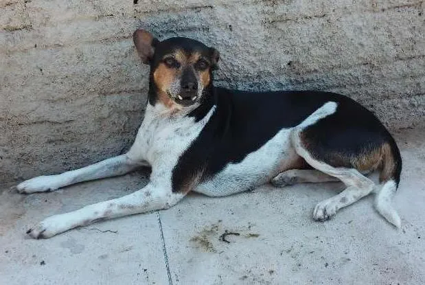 Cachorro ra a Viralata idade 6 ou mais anos nome Katie