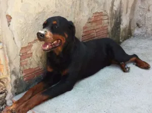 Cachorro raça Rottweiler idade 6 ou mais anos nome Thor
