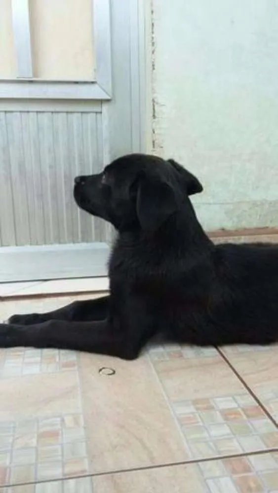 Cachorro raça Mestiço idade 2 a 6 meses nome belinha