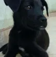 belinha