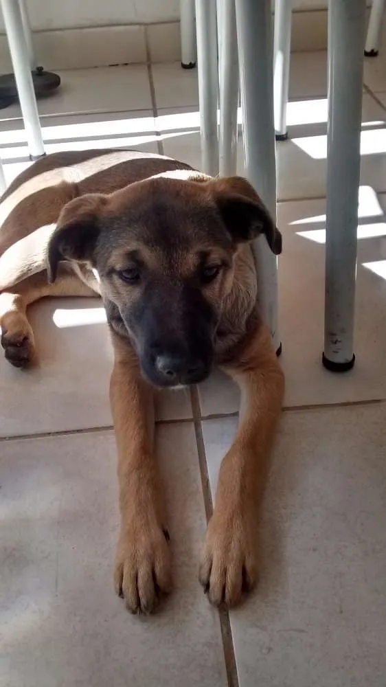 Cachorro ra a Pastor Alemão idade 2 a 6 meses nome Não tem
