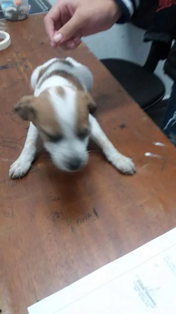Cachorro ra a SRD idade Abaixo de 2 meses nome dex