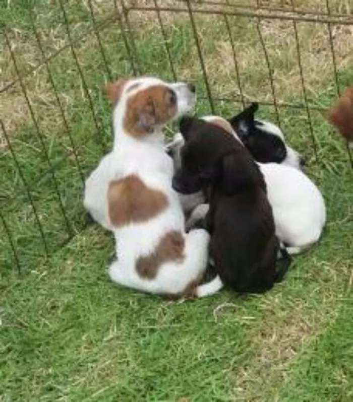 Cachorro ra a SRD idade Abaixo de 2 meses nome dex
