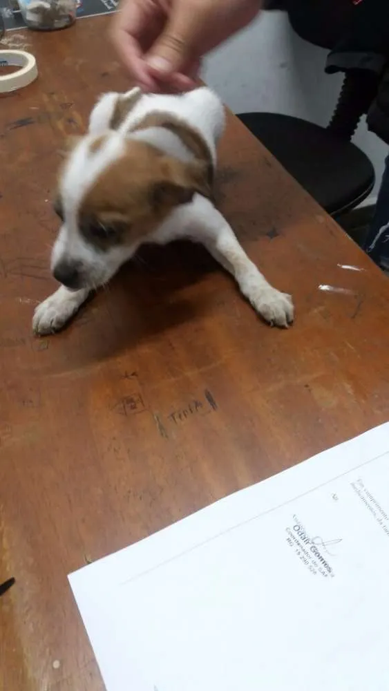 Cachorro ra a SRD idade Abaixo de 2 meses nome dex