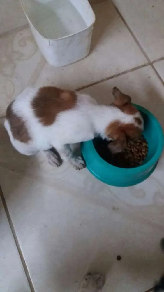 Cachorro ra a SRD idade Abaixo de 2 meses nome dex