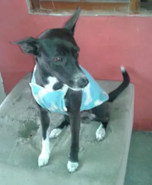 Cachorro raça VIRA LATA idade 1 ano nome BLACK
