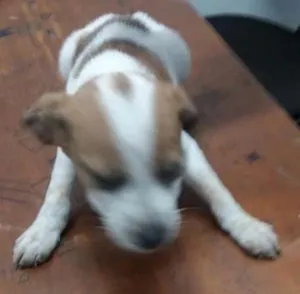 Cachorro raça SRD idade Abaixo de 2 meses nome dex