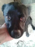 pretinha