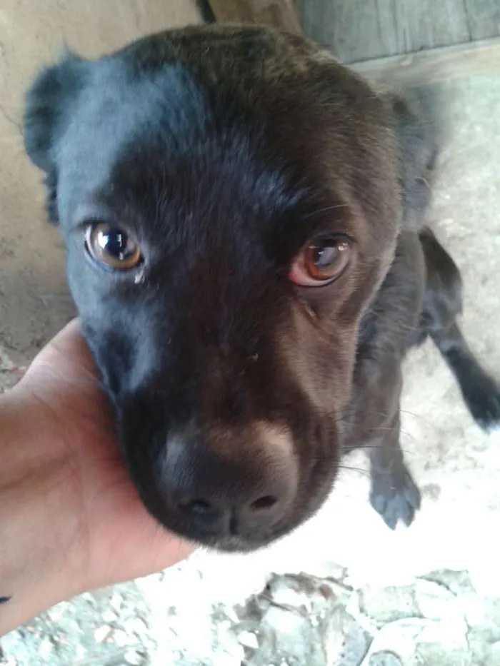 Cachorro ra a mestica idade 7 a 11 meses nome pretinha