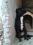 pretinha