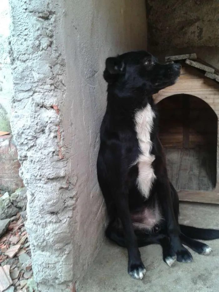 Cachorro ra a mestica idade 7 a 11 meses nome pretinha