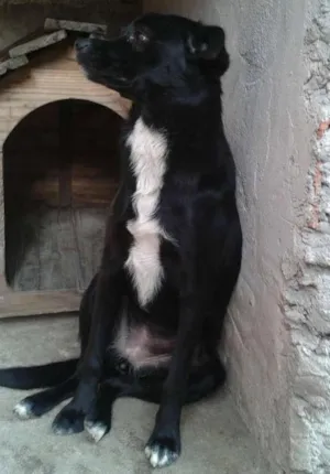 Cachorro raça mestica idade 7 a 11 meses nome pretinha