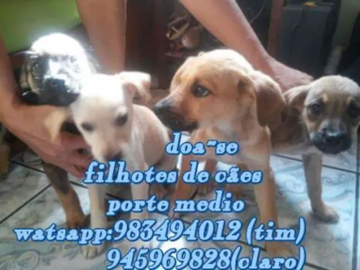 Cachorro raça Vira lata idade 2 a 6 meses nome Lili,tininha,lua e s