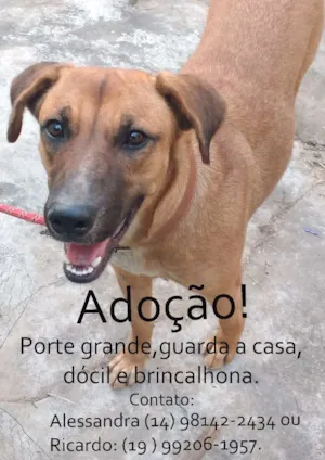 Cachorro raça SRD idade 2 anos nome Tequila
