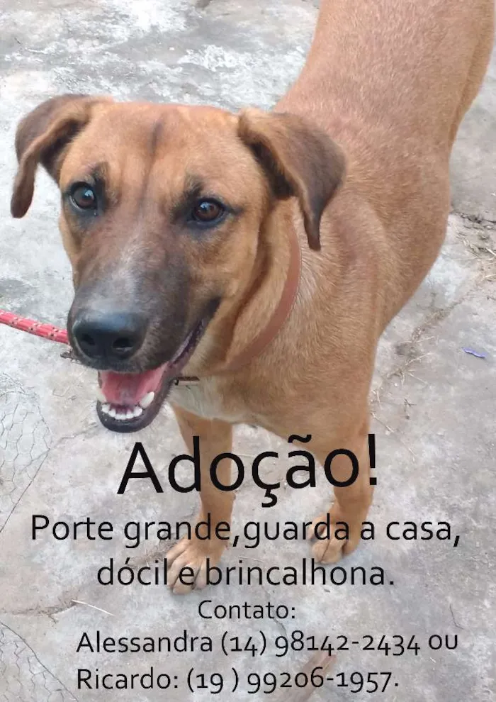 Cachorro ra a SRD idade 2 anos nome Tequila