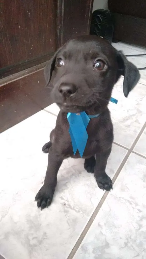 Cachorro ra a Labrador idade 2 a 6 meses nome Nina