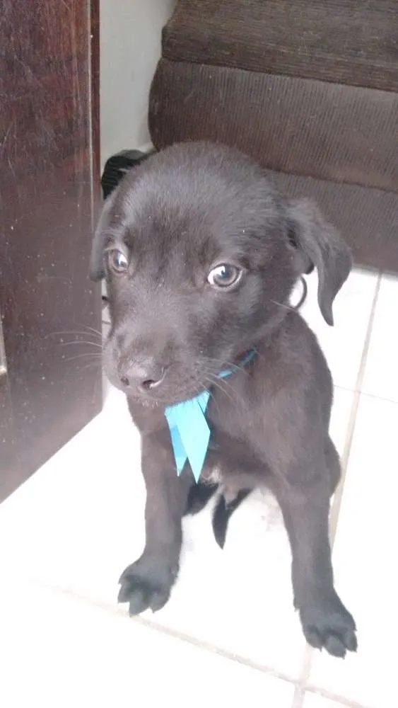 Cachorro ra a Labrador idade 2 a 6 meses nome Nina