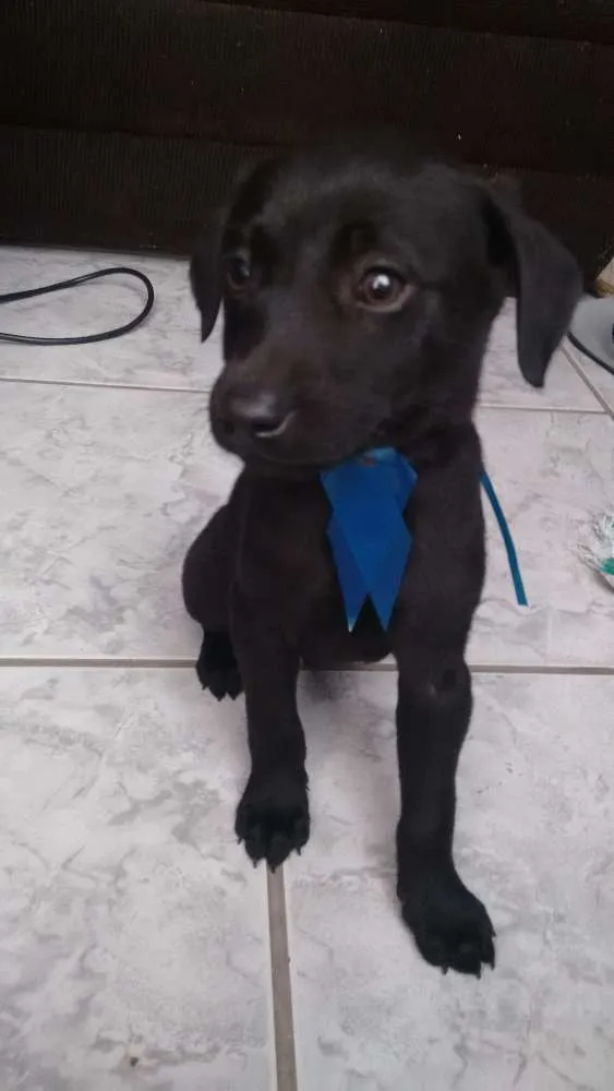 Cachorro ra a Labrador idade 2 a 6 meses nome Nina