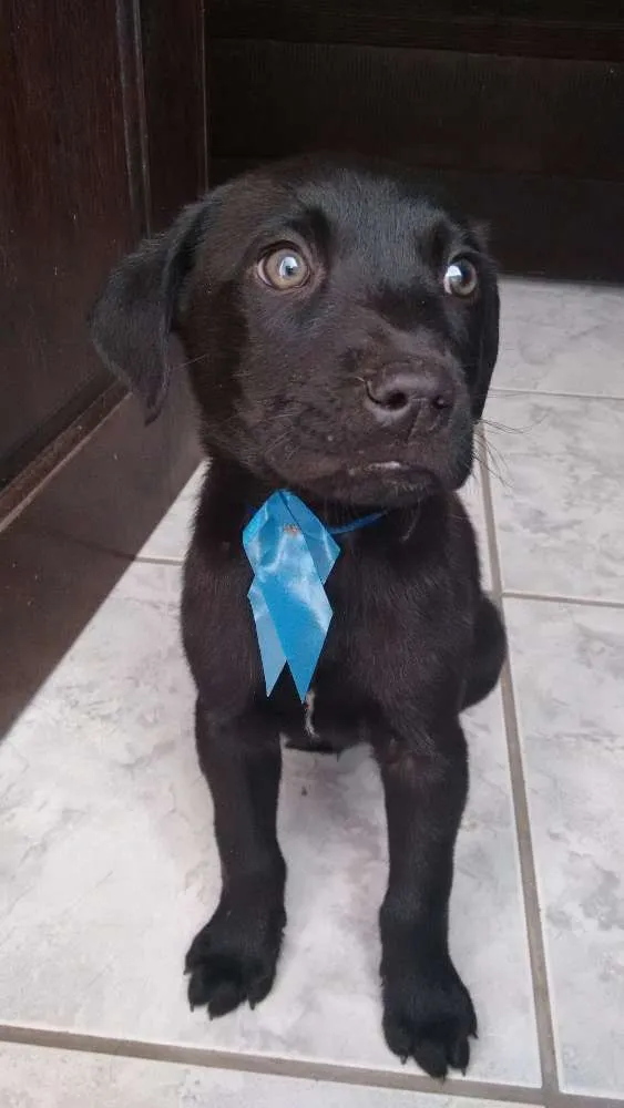 Cachorro ra a Labrador idade 2 a 6 meses nome Nina
