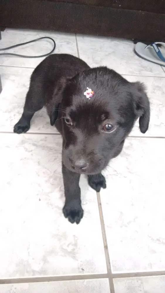 Cachorro ra a Labrador idade 2 a 6 meses nome Nina