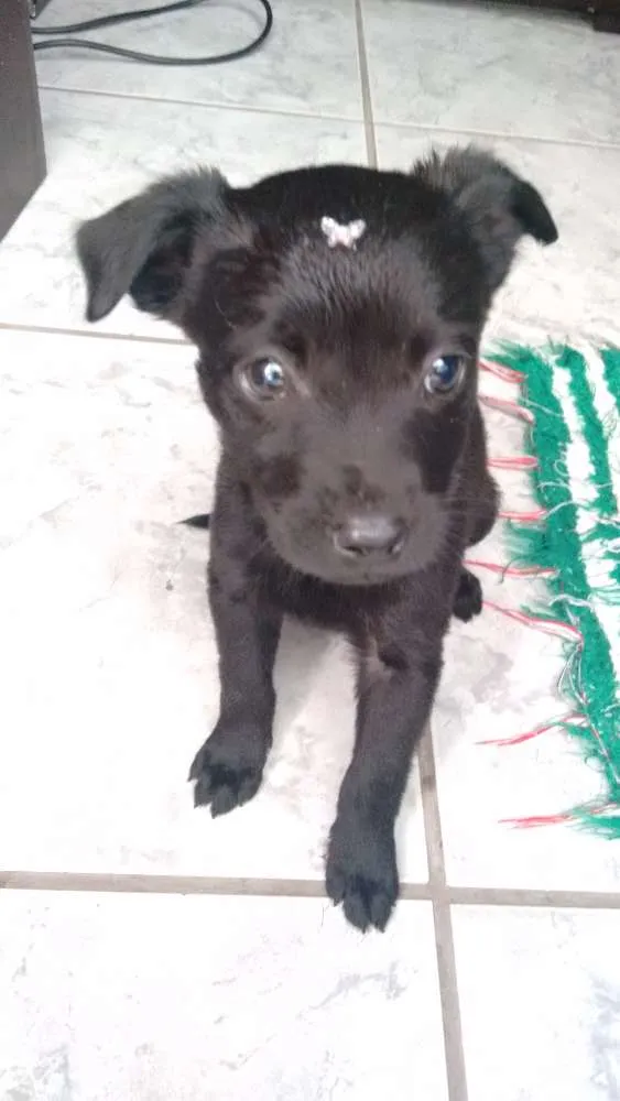 Cachorro ra a Labrador idade 2 a 6 meses nome Nina