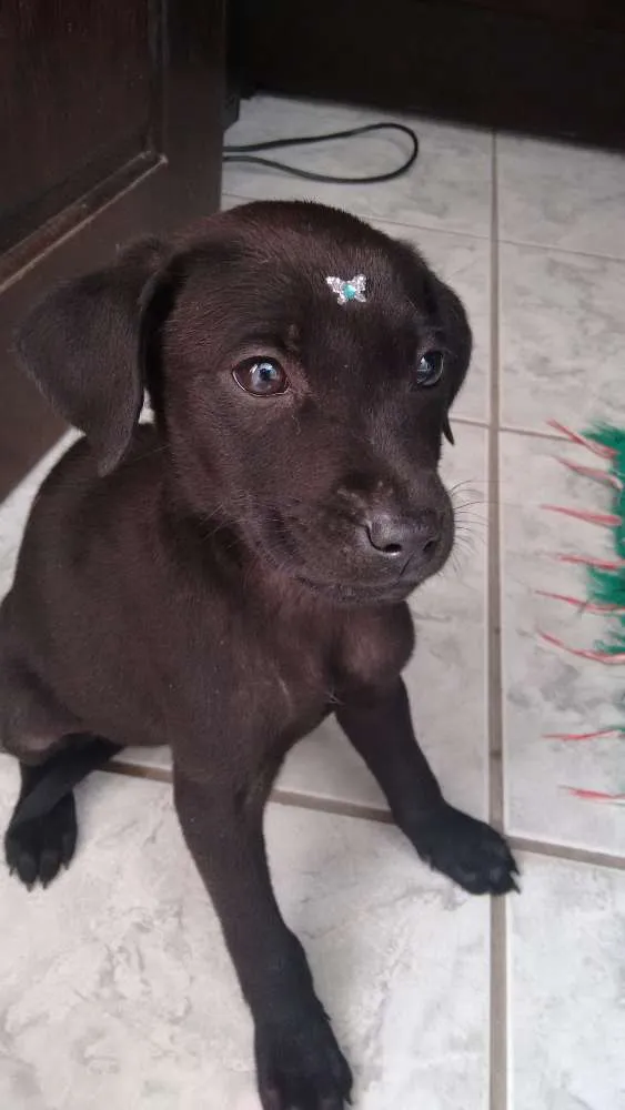 Cachorro ra a Labrador idade 2 a 6 meses nome Nina