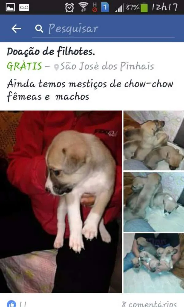 Cachorro ra a Mestiços  idade 2 a 6 meses nome Vários 