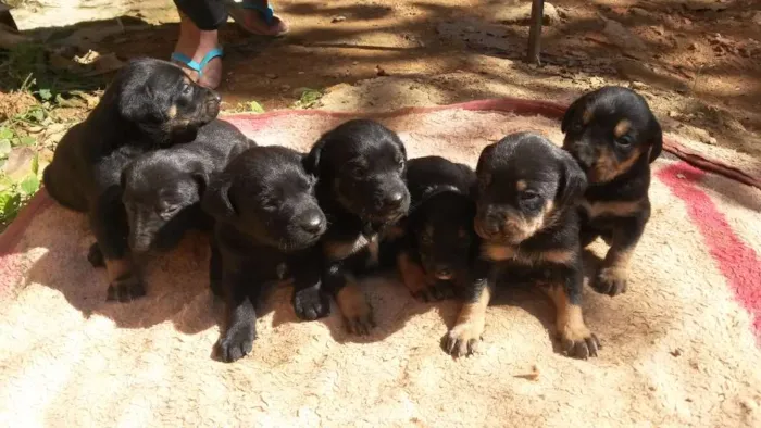 Cachorro ra a Vira lata idade Abaixo de 2 meses nome Escolha do novo dono